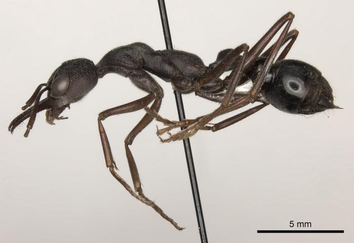 Myrmecia pyriformis